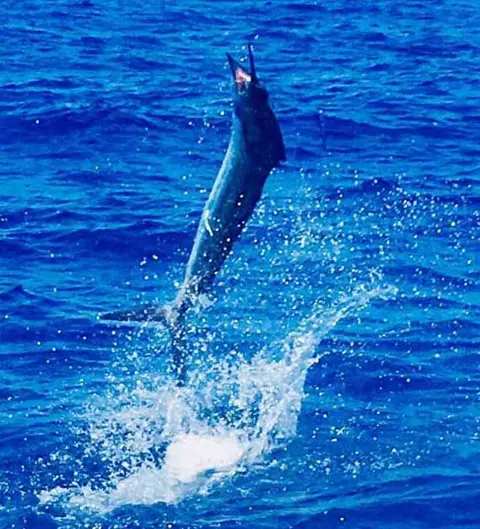 Endless Summer Charters gallery photo 26