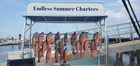 Endless Summer Charters gallery photo 31