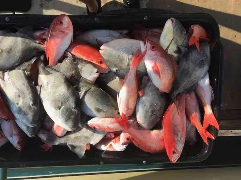 Endless Summer Charters gallery photo 6